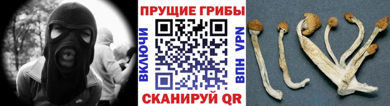 Псилоцибиновые грибы мицелий  Оха 